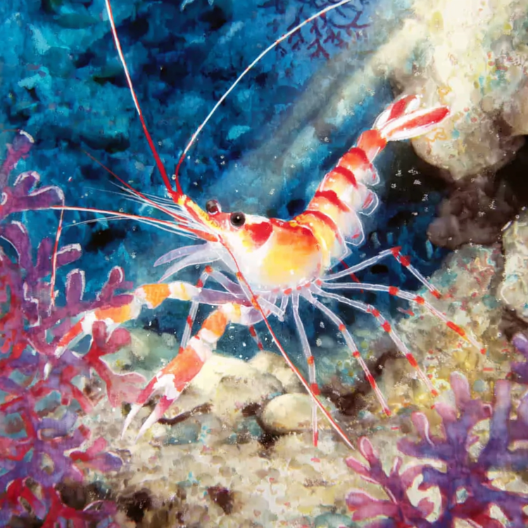 Colorful shrimp on a coral reef with blue water in the background